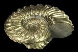 Pyritized (Pleuroceras) Ammonite Fossil - Germany #131095-1